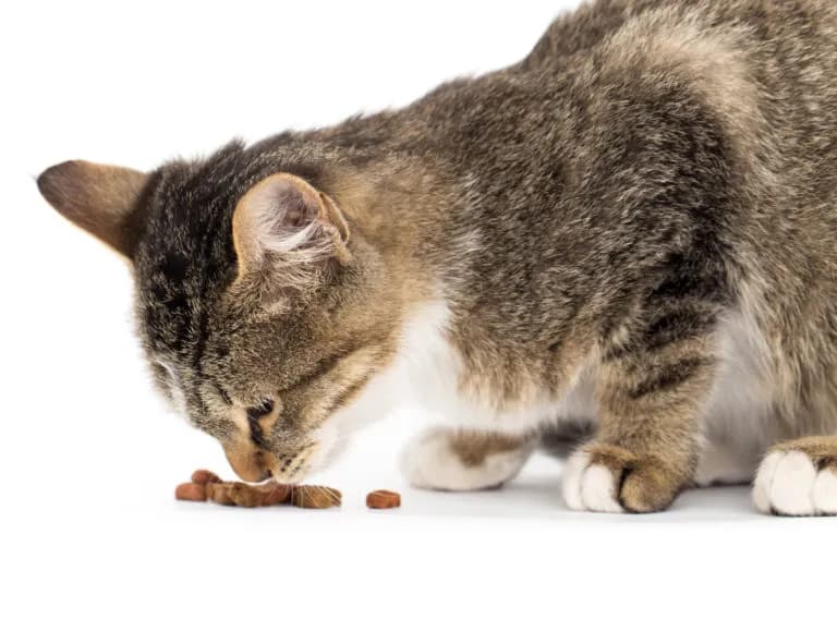 Alimentation Chat Senior : Le Guide Complet 2026