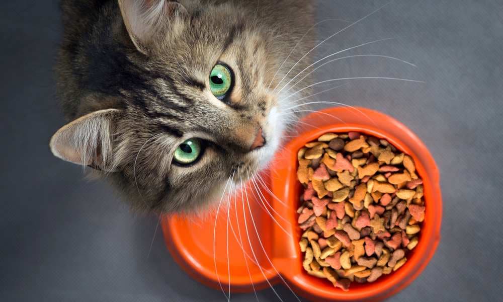 Alimentation du chat stérilisé : guide complet pour protéger sa santé