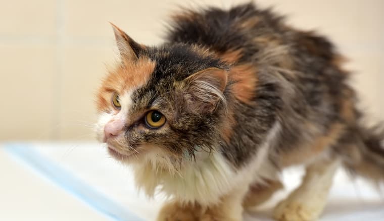 Arthrose chez le chat : symptômes, causes et comment le soulager efficacement