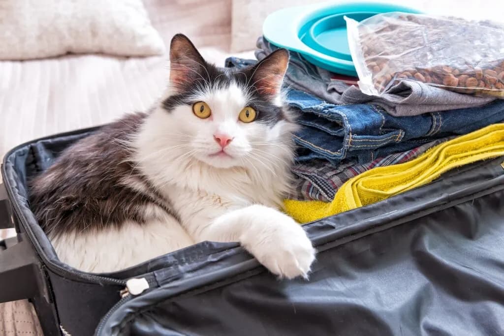 Comment voyager avec son chat ?