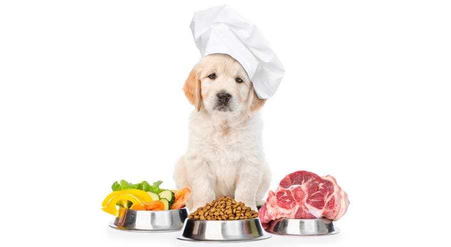 L'évolution de l'alimentation canine : des restes de table aux croquettes