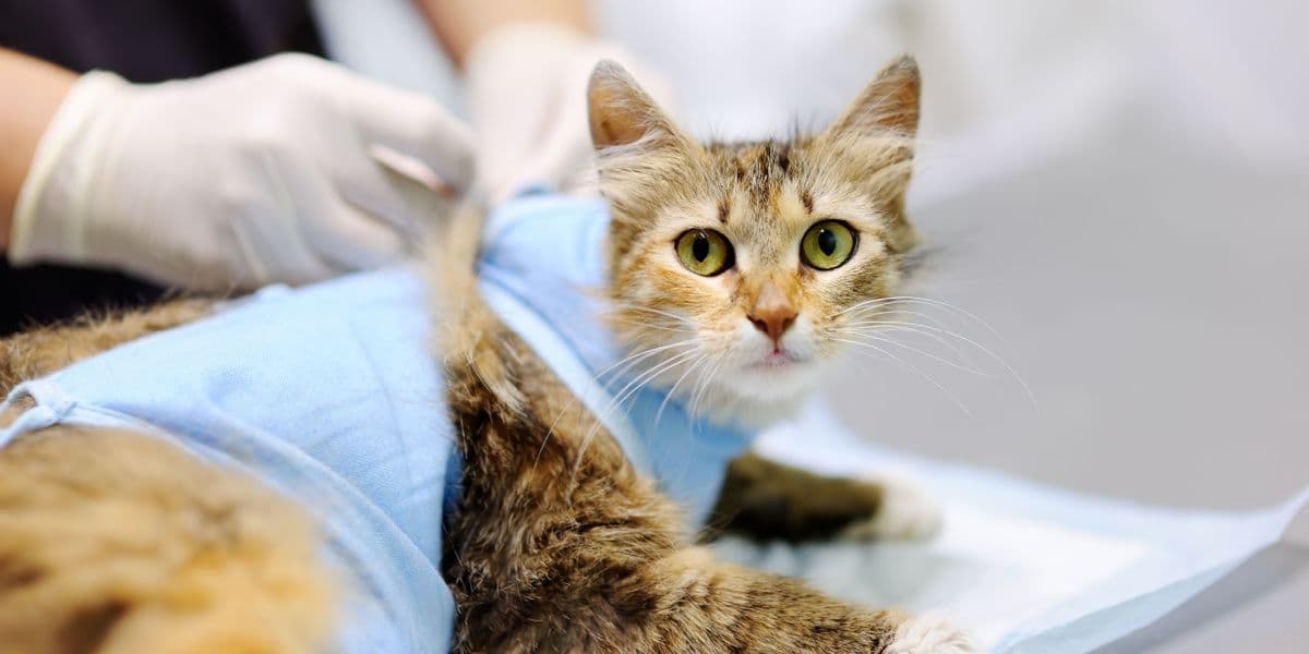 Stérilisation du chat : tout ce qu'il faut savoir avant de se décider