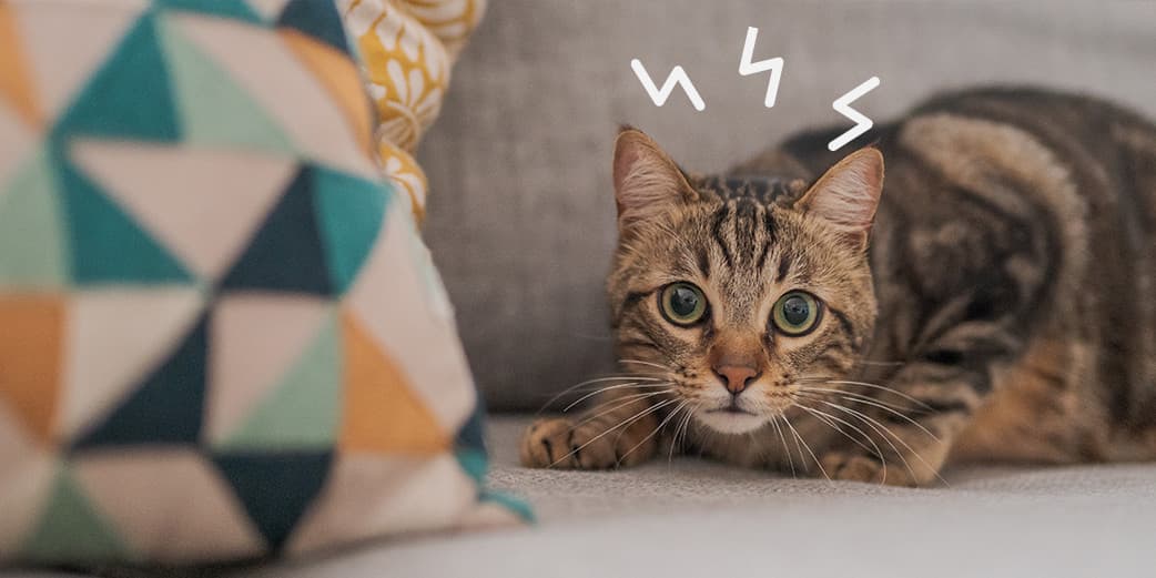 Stress chez le chat : reconnaître les signes et agir efficacement