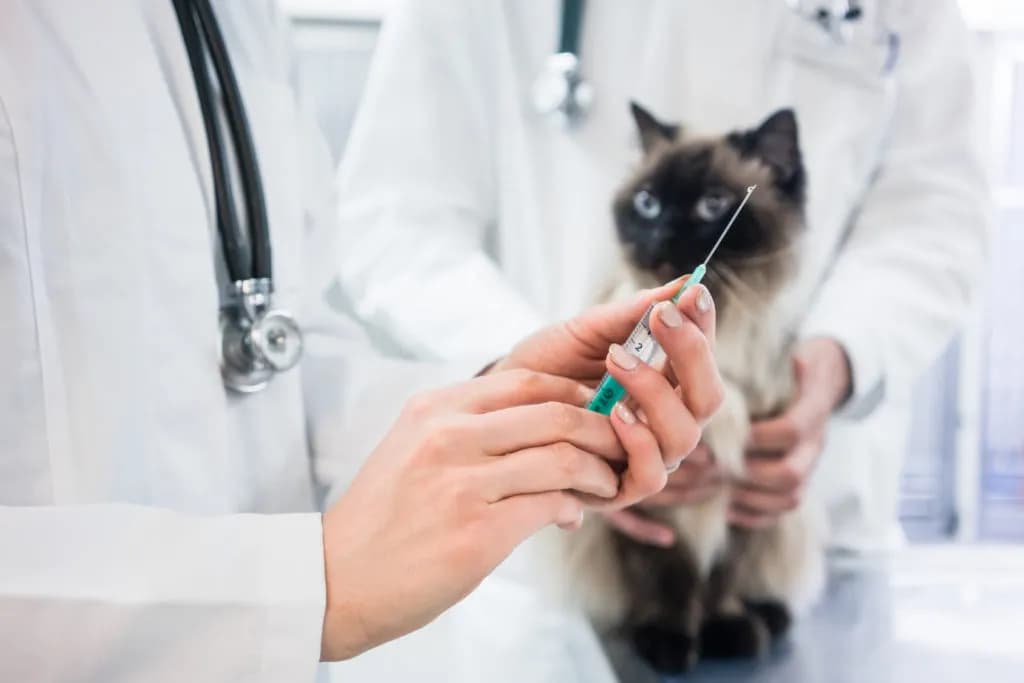 Vaccins obligatoires pour le chat