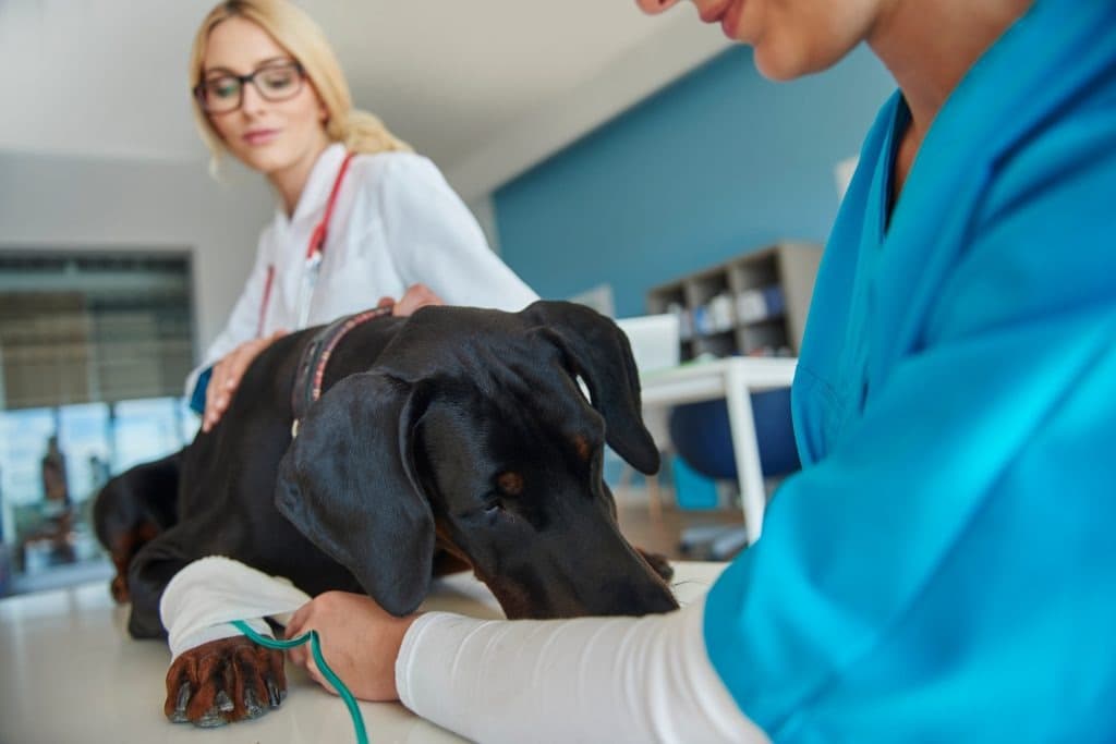 L'évolution de la chirurgie vétérinaire : des premières incisions à la robotique