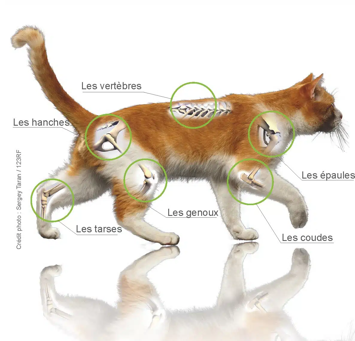 Arthrose chat Arthrose chat